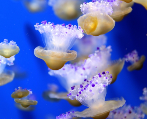 Oceanografic Valencia - il più grande parco marino in Europa