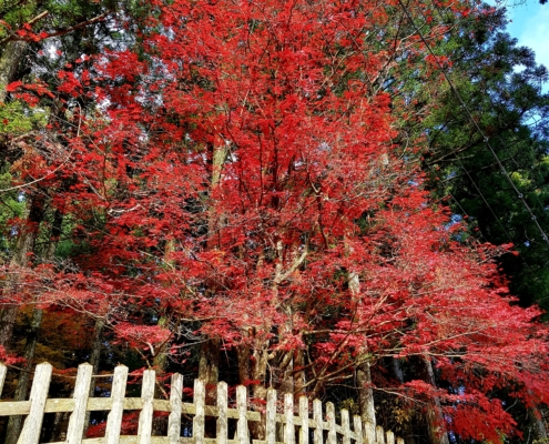 Koyasan