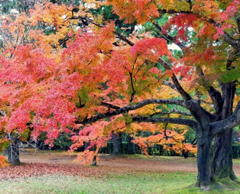 Kyoto